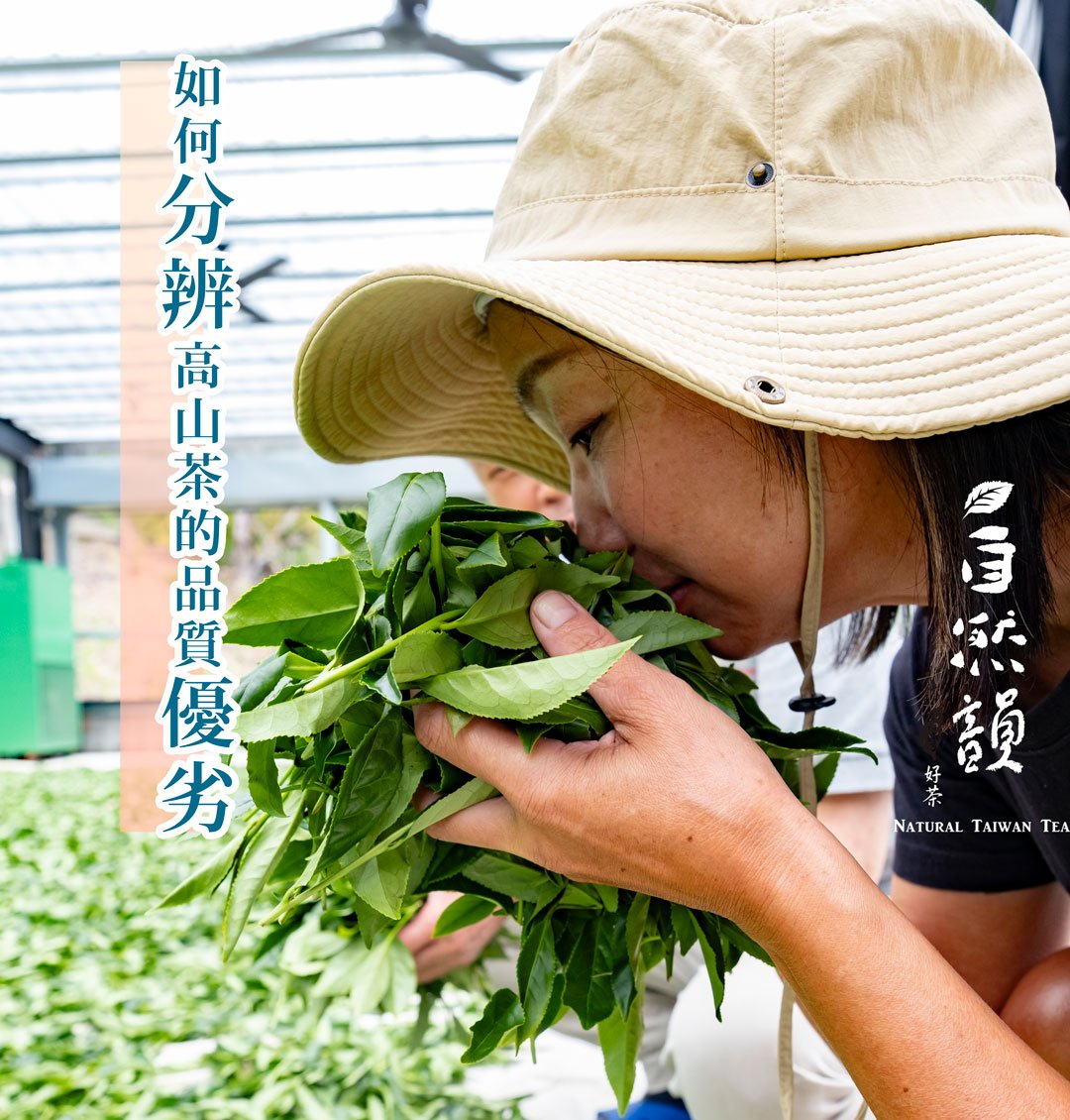 如何分辨高山茶的品質優劣